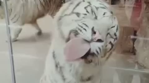 White Tiger licks window