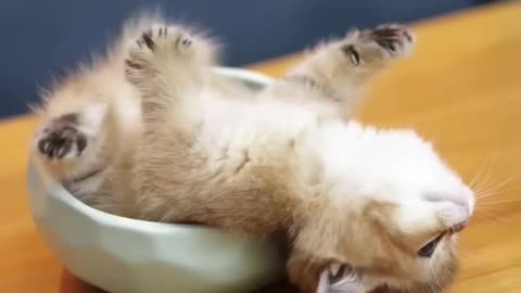 Tiny Kitten Big Relaxation A Tea Cup Tale