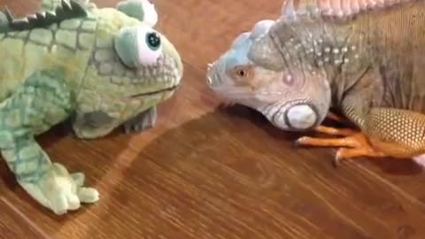 Iguana Tussles with Toy || Terrifying