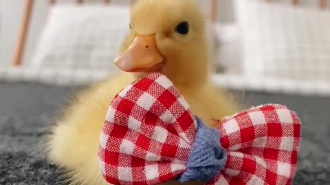 This Tiny Cute Duck Will Lighten Up Your Day ❤️ ❤️