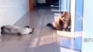 Funny Cat | MUST SEE!!!