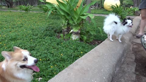 Omg These Pomeranian And Corgi Dogs Are So Cute And Friendly Viral Dog