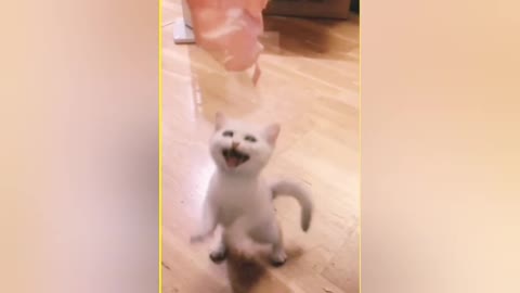 This_cat_is_funny_#shorts_#cat and Funny training videos