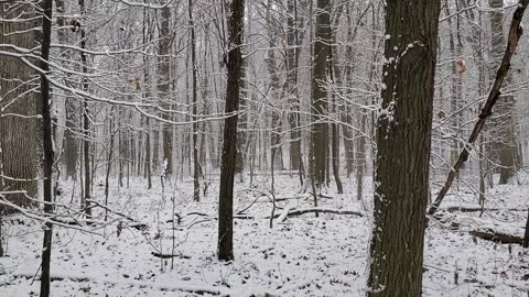 Snowfall in Southeast Michigan Forest