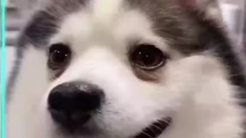 😱 OMG 😍 Dramatic & Cute Husky 😂