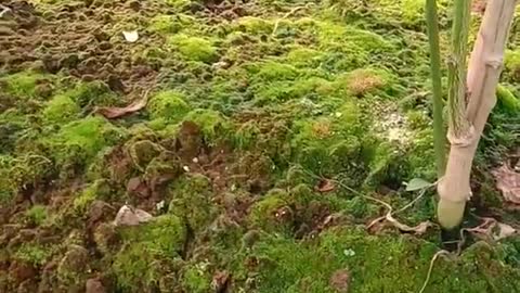 Moss helps for the fertility of chili trees