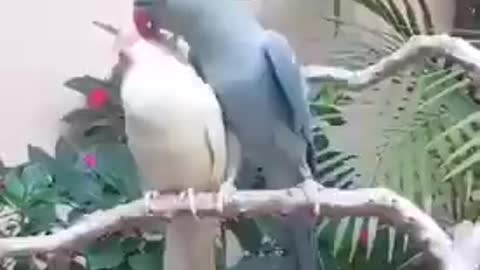 Couple of parrots loving each other