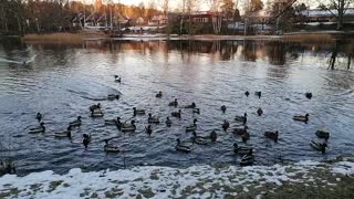Ducks the lake