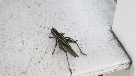 The most dangerous insect in the world.The first time I saw a locust in my garden