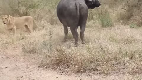 Lion vs Buffalo fight to Death | Wild Animals