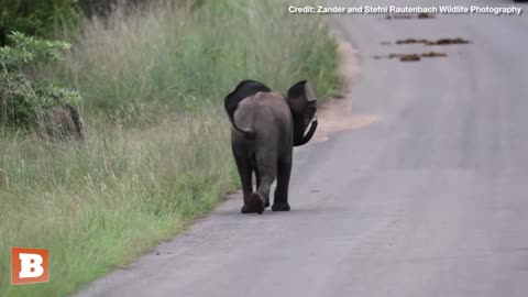 TANTOR?? Adorable Baby Elephant Practices Charging