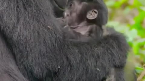 Mother gorilla carrying his baby like human | gorilla fight