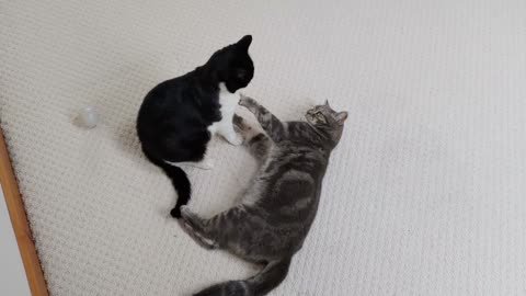 Cat Bites Then Kisses Other Cat