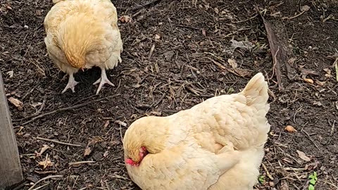 OMC! Hen micro-naps while relaxing with her fellow chickens.