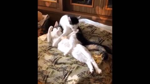 Cat intresting video