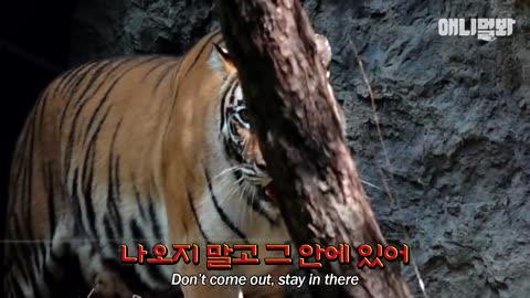하나도 둘도 아닌 셋.. 도 아닌 넷..도 아닌 다섯이라네🙊 아기 호랑이 오둥이 탄생ㅣIt’s A Hit.. Birth Of Quintuplets Korean Tigers