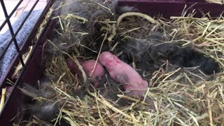 1 day old baby rabbits hiding after being fed