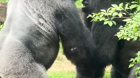 The gorilla love video animal