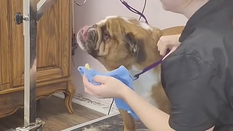 Cranky Bulldog cries like an alien for nail clipping