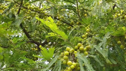 Phyllanthus Emblica Tree, Medicinal Indian Gooseberry, Edible Amla Fruit, Emblic Myrobalan