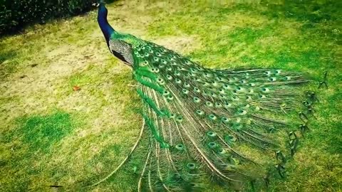 Beautiful peacock video