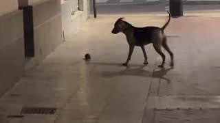 Master Splinter Has Met His Match