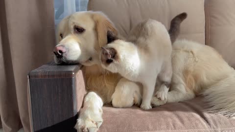 Kitten Trying to Earn Attention from Golden Retriever!