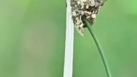 Father loves to catch food for the little ones to eat