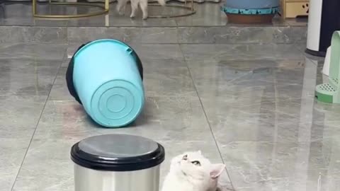 Incredible Cat