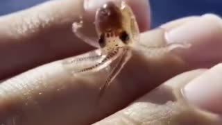 Small and friendly baby octopus 🐙👶