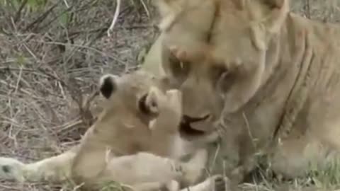 A lionss and her cubs