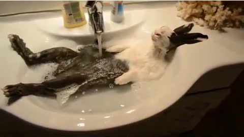 Mr. Rabbit enjoys his bath