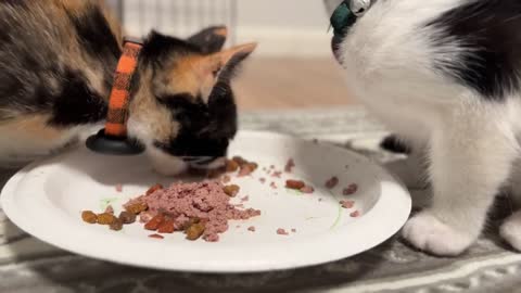 ASMR - Kittens just eating and bells jingling