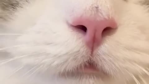 Cute cat video