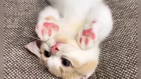 Cute#pet#cat#fyp#foryou#cute