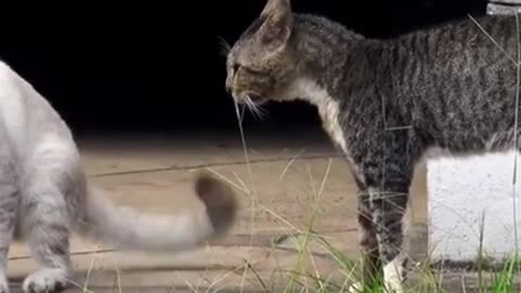 Two real cat fight compilation videos 2022