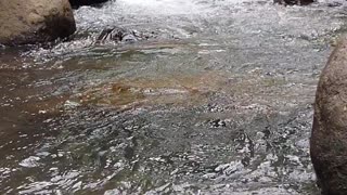 clear water flowing in the river with lots of stones