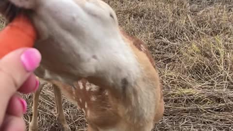 Fawn Tries to Nibble on Carrot