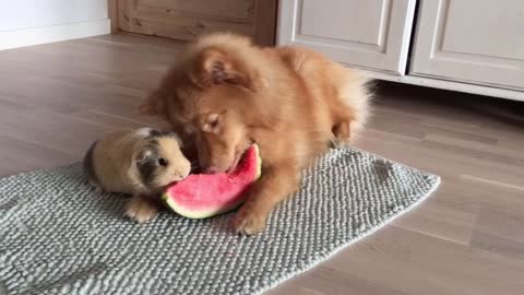 Dog and guinea pig share slice of watermelon