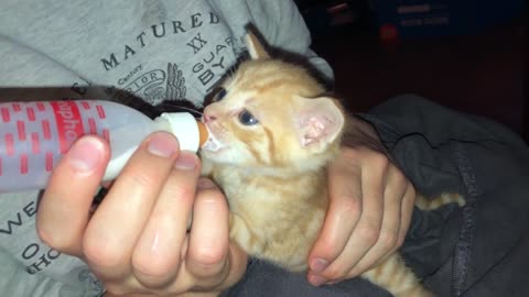 VERY CUTE! Feeding a 4-6 week old rescued baby kitten from a bottle