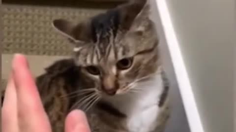 Funny cat playing you can't stop laughing