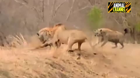 Lion Vs Hyena | Most Incredible Lions vs Hyena Battles and Attack