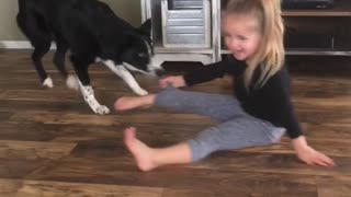 Playful Border Collie Pulls Best Friend Around