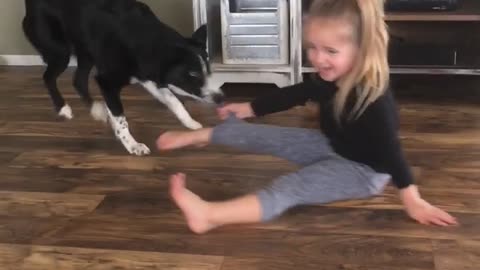 Playful Border Collie Pulls Best Friend Around