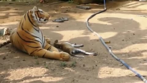 Pranking dogs with fake Lion and Tiger