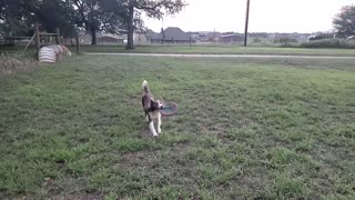 Frisbee with Aspen