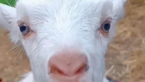 Cute goat funny video