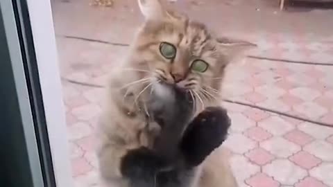Funny Animal Video 2023😂-Funniest Cats 🐱 Video#funnycatsvideo #funnycatscompilation #shorts #viral