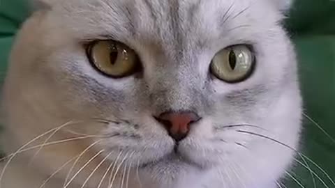 Mesmerizing Moments: Watch Our Feline Friend Playtime Adventures!