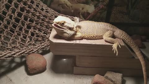 Bearded Dragon is Shedding on neck | Cute animal/pet/lizard